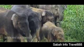 Sabah Info Travel888