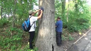 Woodhaven's Memorial Trees