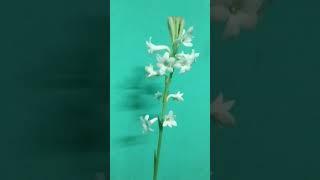 MY BEAUTIFUL TUBEROSE FLOWER!#short #shortvideo #ytshortsindia @sajjadhossainblog8575