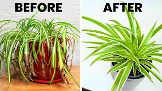 7 Spider Plant Care Tips You NEED To Know