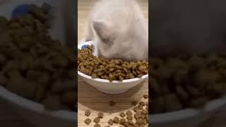 Как вкусно, не возможно оторваться️  #cats #fun #котята #кошки #смешно #юмор