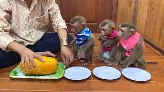 The Trio JJ's & Flloyd AttentiveIy Sit Wait Their Ripe Papaya