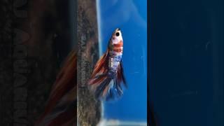 Betta Fish Available #betta #fish #aquarium #fighter #candy #nemo #shorts #ytshorts