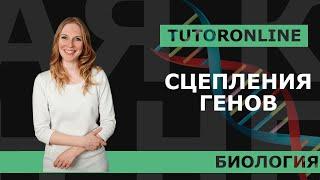 Cцепление генов I Биология