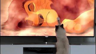 Cat watching mufasa death scene