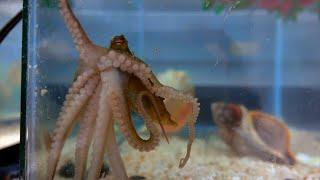 Marine Biological Laboratory | Cephalopod Initiative
