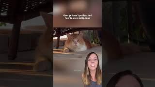 Florida cat escapes vet, runs 3 miles home