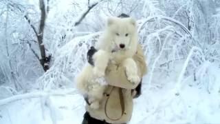 Самоед.  Первый снег. Зима 2016. Samoyed (smiley Dog). First Snow. Winter 2016