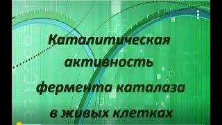 Каталитическая активность фермента каталазы в живых клетках