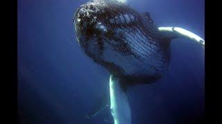 3 Hours of Whale Sounds Underwaterfor Sleep and Relaxation