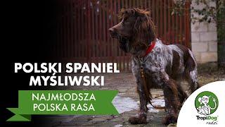 Polski Spaniel Myśliwski - najmłodsza z polskich ras psów