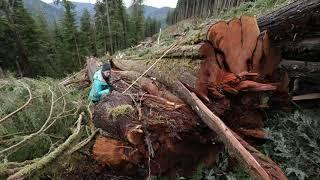 Edinburgh Mountain Old-Growth Logging Port Renfrew, BC - 2018