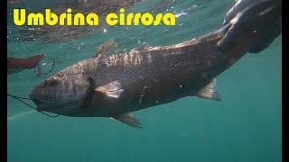 Brown Meagre and Shi Drum (Umbrina cirrosa) in August 2021 (Spearfishing in Black Sea)