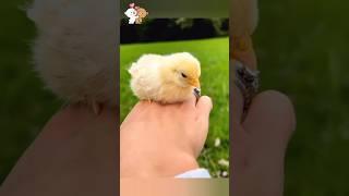 A women rescue Small Chick | #short #viral #trending #animals