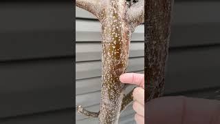 What are Lenticels on Bark? #arboristtips