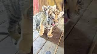  OMG!!! adorable  roar  baby #tigercub #tiger #kitten #foryou #fpy #cute #kitty