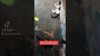 kucing minta makan#videoshorts#shorts#pecintakucing#catlover#