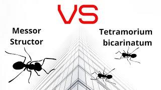 Messor species Structor vs Tetramorium bicarinatum