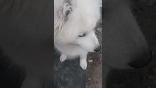 Самоед встретил кошечку. #самоед #samoyed #собака #dog #шортс #кошка