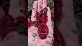 This Worm Shoots a Slime Rope to Hunt?! 🪱 One of Nature’s Strangest Predators!