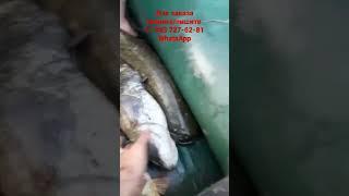 Электро-приманка Fisher  2500 fish gold, ловля без вреда для рыбы!!!