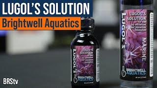 LPS Coral Infections Got You Down? Try Dipping With Lugol's Solution From Brightwell Aquatics.