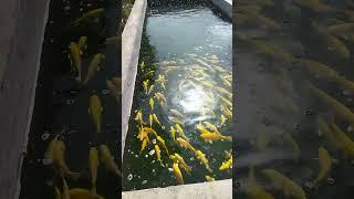 Let me show you someone else's koi fish farm! They're all golden koi. #koi #fish #aquarium #goldfish