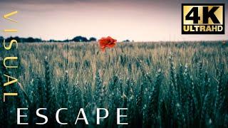 Gladiator Soundtrack by Hans Zimmer - 7hrs of Music | Poppy Flower in Normandy at Point du Hoc