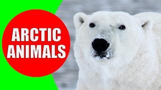 Arctic Animals for Kids - Arctic Animal Sounds for Children to Learn | Snow Animals & Polar Animals