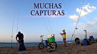 CEBO AL AGUA Y PESCADO, BUENAS CAPTURAS  CON TEMPORAL DE LEVANTE, SURFCASTING GRANADA