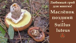 Любимый гриб для многих! Маслёнок поздний - Suillus luteus.