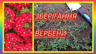 ВЕРБЕНАяк буду зберігати взимку️#українськийконтент #вербена #flowers #motivation #plants #garden