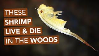 These Shrimp Live And Die In The Woods