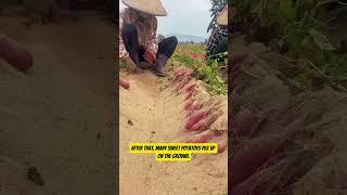 Amazing sweel potato harvesting #bigharvest #bigmachine #sweetpotato #viralvideo #shorts #