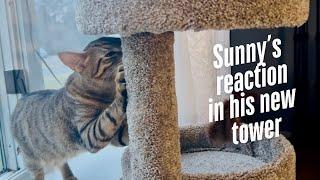 Video Sunny (Video kucing)