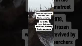 Ancient worms revive at the 46,000 years  #breakingnews #trending ￼