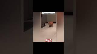 Meawuuuuuuuuu  Day 2 #recommended #shortsvideo #cat #cats #catshorts #catvideos #meawuuuuu #tom