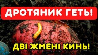 ПІСЛЯ ПОСАДКИ картоплі кидаю 2 жмені і забуваю про дротяників! Картопля росте велика!