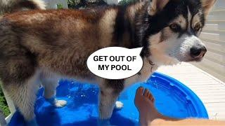 Husky Loves His Ice Baths And Swims