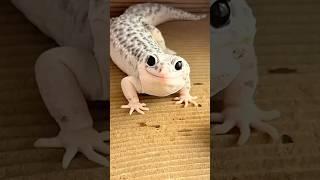 The cutest reptile, leopard lizard#animals #shorts #popular #naruto #pets #cute #funny #lizard