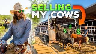 How Much Do My Cows Sell For?