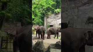 Melihat Gajah Ragunan