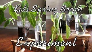 Spring break_Plant propagation experiment with KIDS