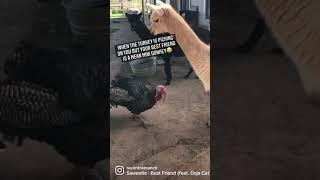 Molly the mini donkey is ride or die for her alpaca farm friends and our Turkey can be a jerk