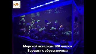 Морской аквариум 500 литров. Динофлагелляты и диатомовые водоросли.