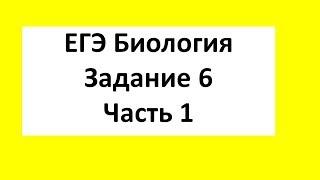 Задачи по генетике ЕГЭ Биология Задание 6 Часть 1