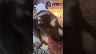 Dreamer's Babies are so Cute!#goatfarm #goats #farmlife #farm #farming#goatlife#goat#goatlovers