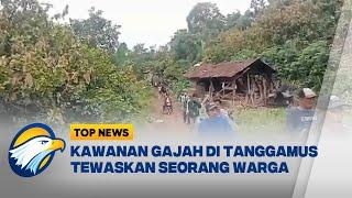 Gajah Mengamuk Tewask4n Warga di Tanggamus Lampung - [Top News]