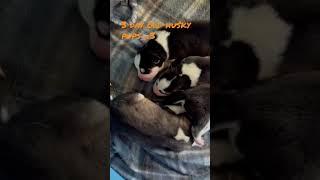 3 Day Old Husky Puppies  #shorts #huskypuppy #huskies #adorable #cute