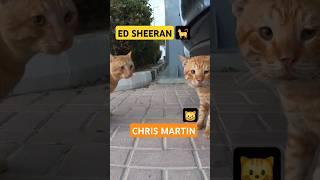 ED SHEERAN & CHRIS MARTIN - Homeless cats in Ras Al Khaimah, UAE #cat #cats #EdSheeran #ChrisMartin